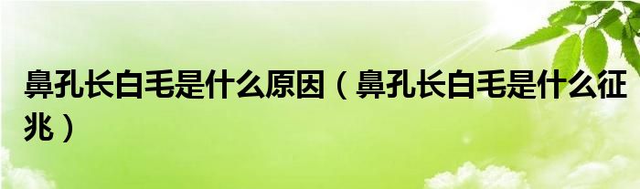 鼻孔长白毛是什么原因（鼻孔长白毛是什么征兆）