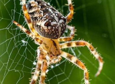 揭示蜘蛛肢再生的秘密 激发下一代软机器人